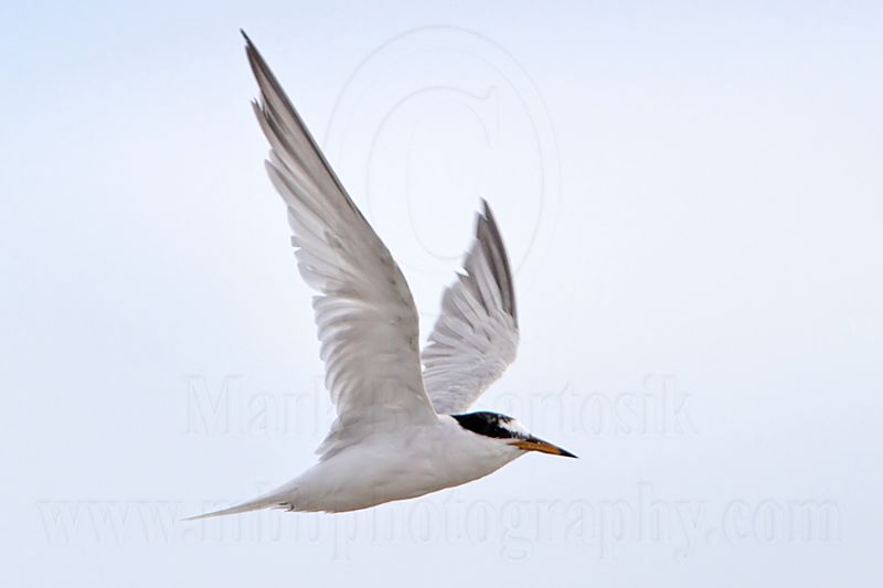 Little Tern_5710.jpg