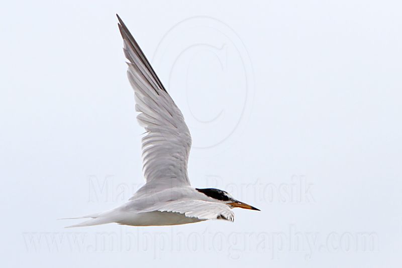 Little Tern_5723.jpg