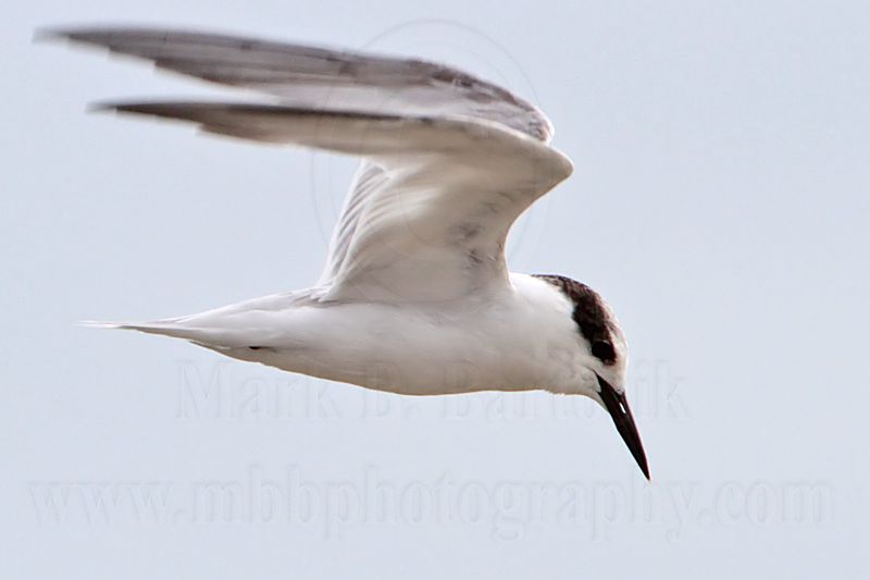 Little Tern_5994.jpg