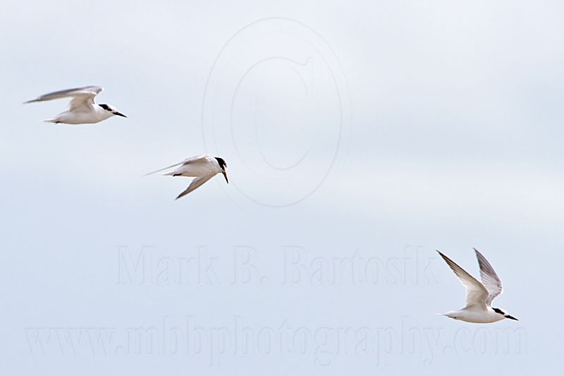 Little Tern_6404.jpg