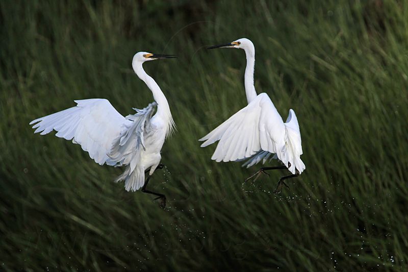 Little Egret_8451.jpg