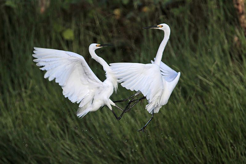 Little Egret_8452.jpg