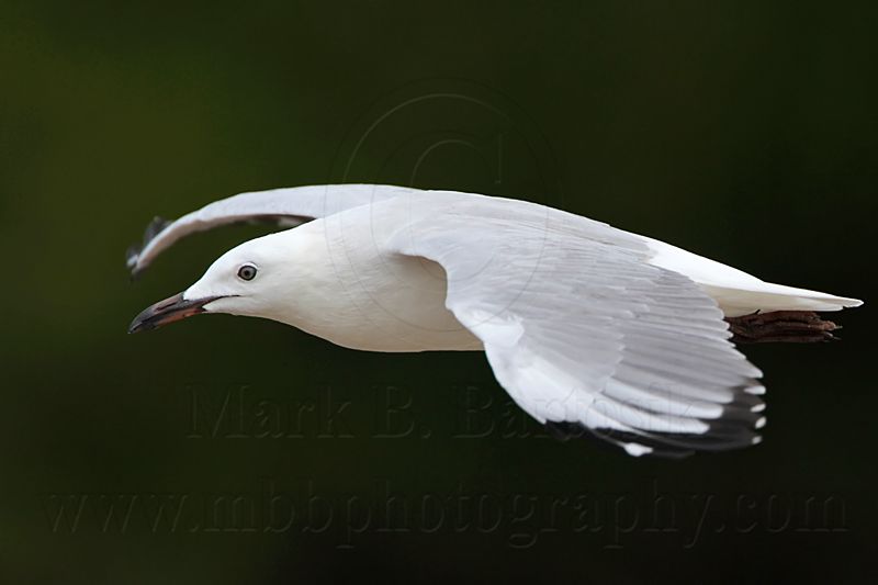 Silver Gull_1016.jpg