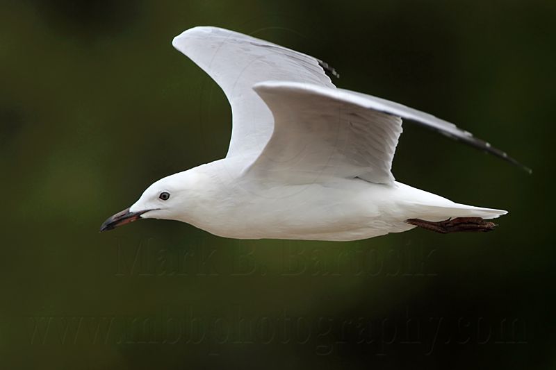 Silver Gull_1017.jpg