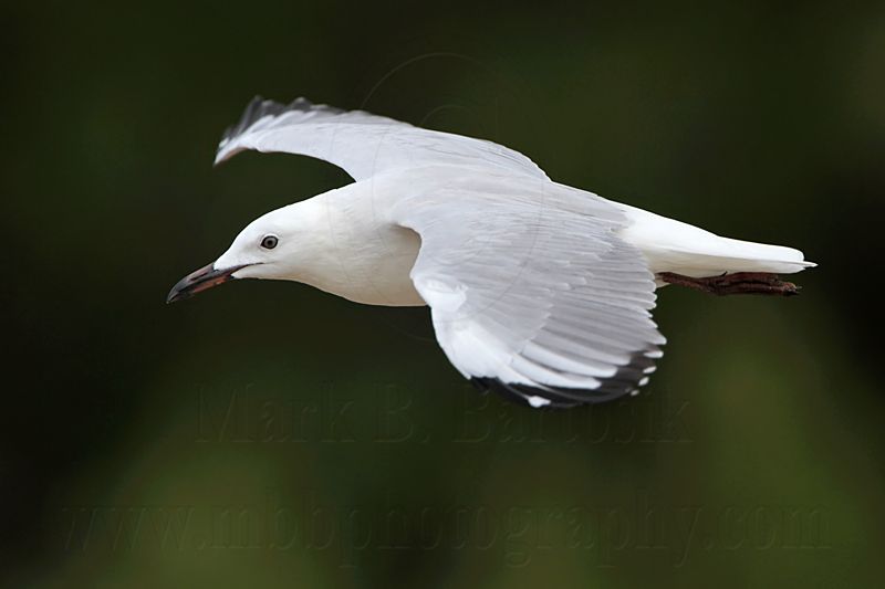Silver Gull_1018.jpg