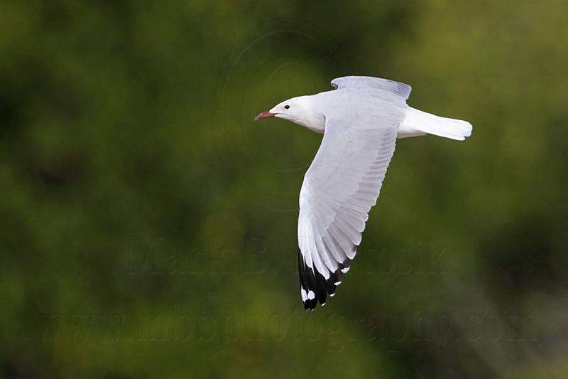 Silver Gull_1576.jpg
