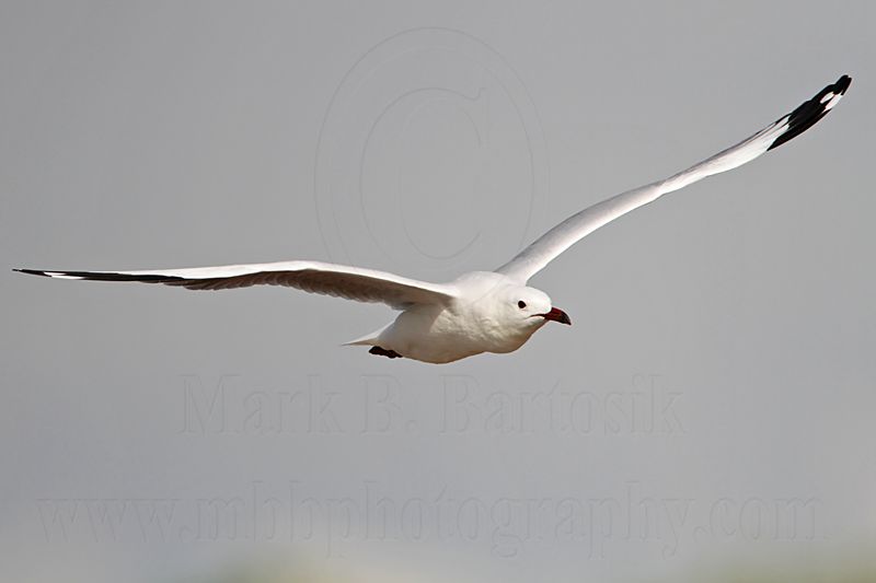 Silver Gull_1590.jpg