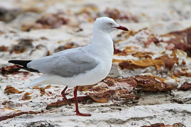 Silver Gull_6436.jpg
