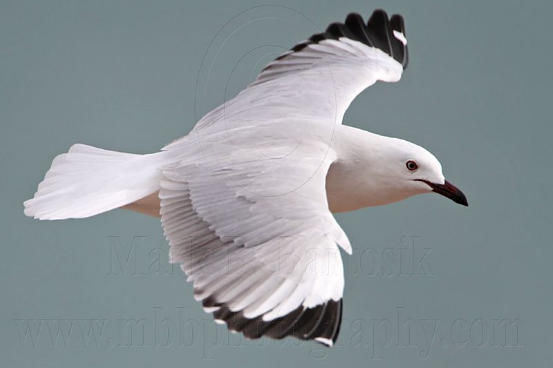 Silver Gull_6445.jpg