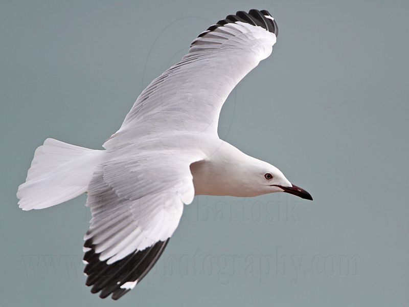 Silver Gull_6447.jpg