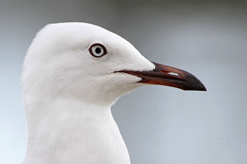 Silver Gull_6562.jpg