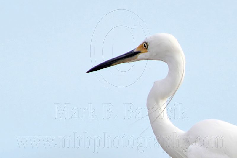 Little Egret_5082crop.jpg