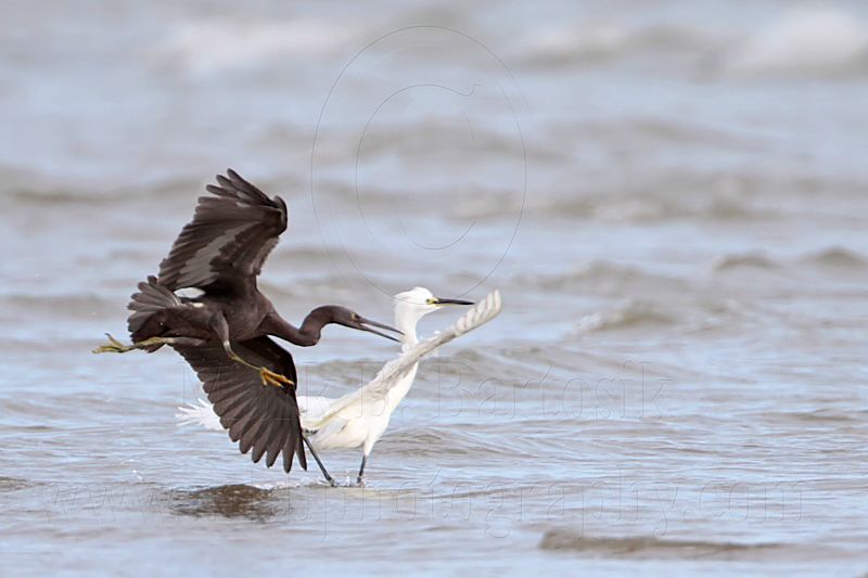Eastern Reef Egret & Little Egret_5154.jpg