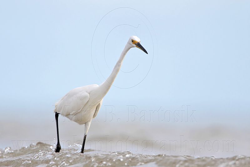 Little Egret_5593.jpg
