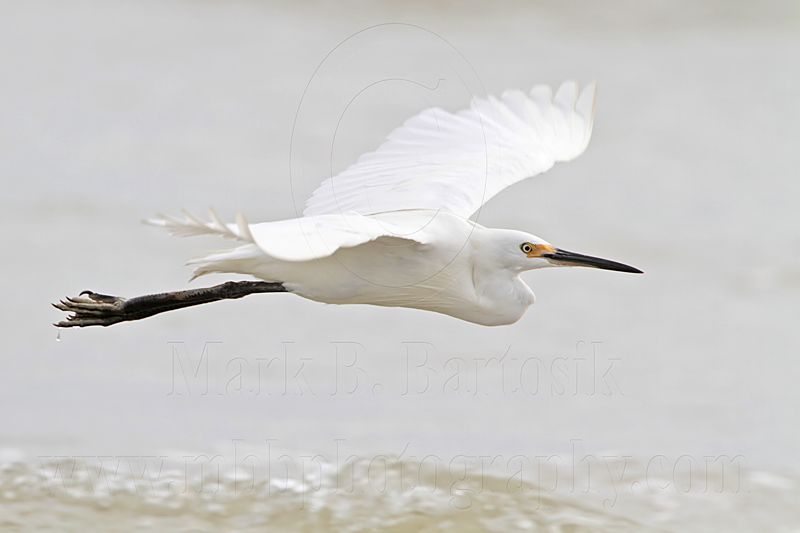 Little Egret_6020.jpg