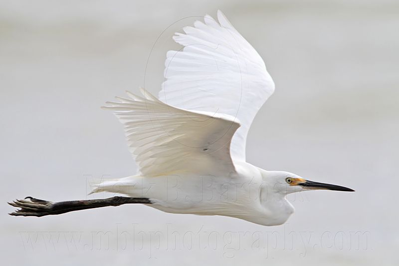 Little Egret_6027.jpg