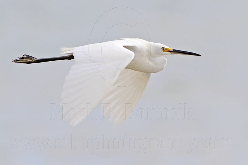 Little Egret_6033.jpg