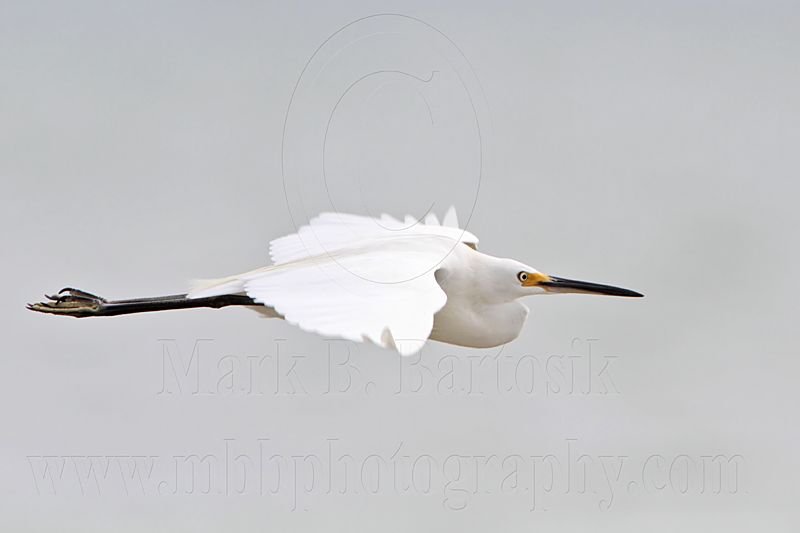 Little Egret_6036.jpg