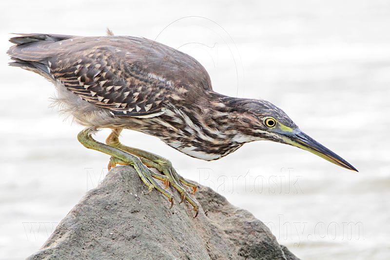 Striated Heron_4809.jpg