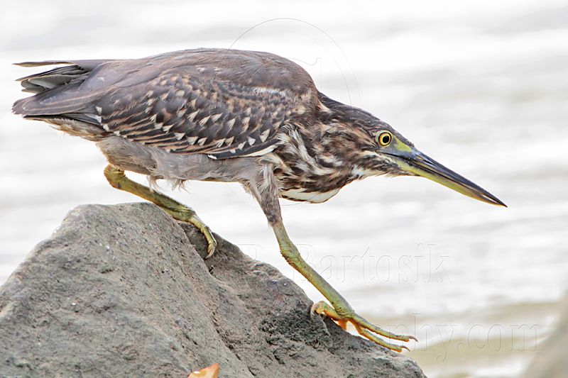 Striated Heron_4842.jpg