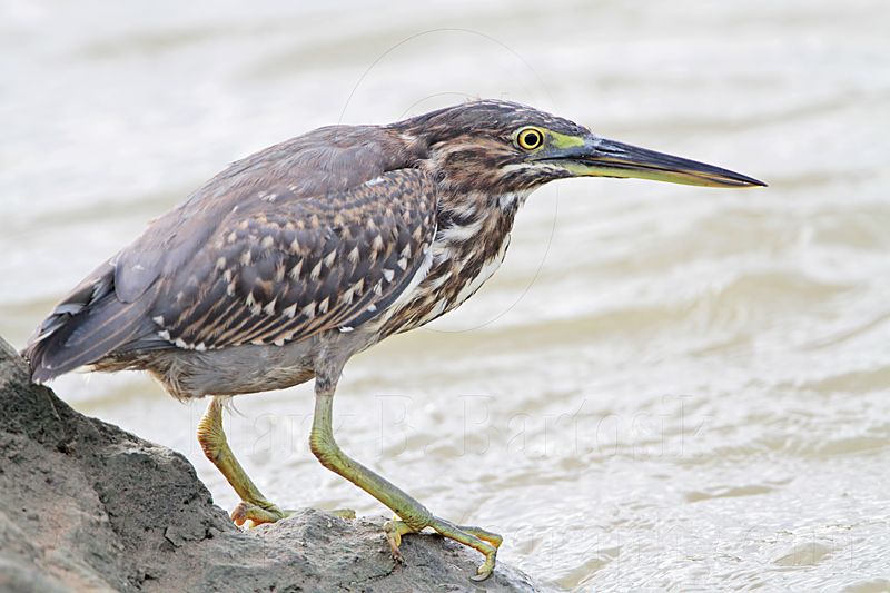 Striated Heron_4926.jpg