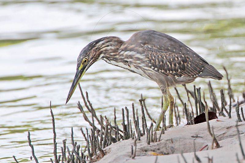 Striated Heron_8581.jpg