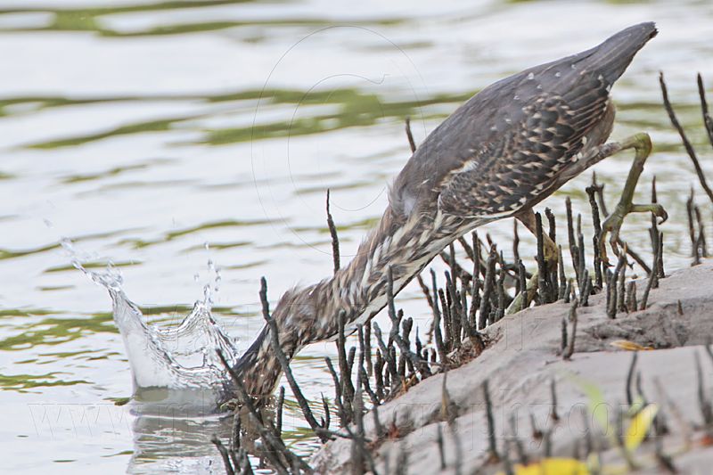 Striated Heron_8597.jpg