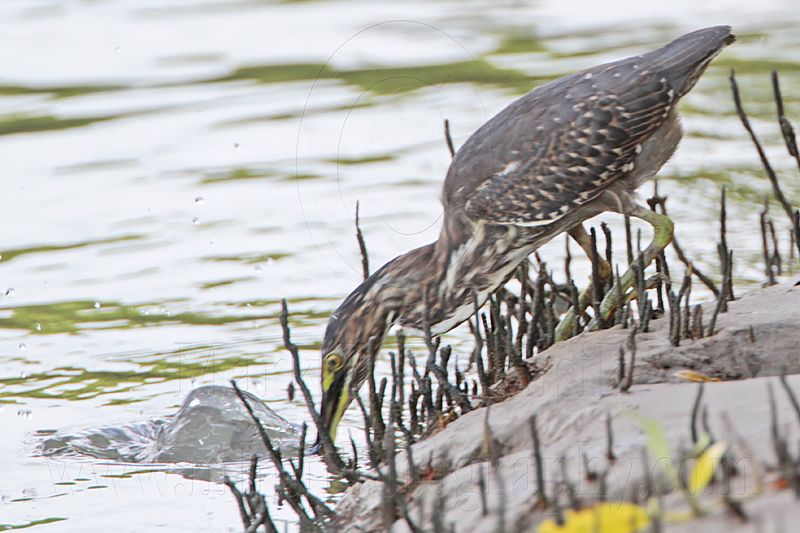 Striated Heron_8598.jpg