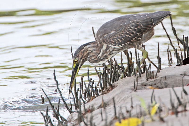 Striated Heron_8599.jpg