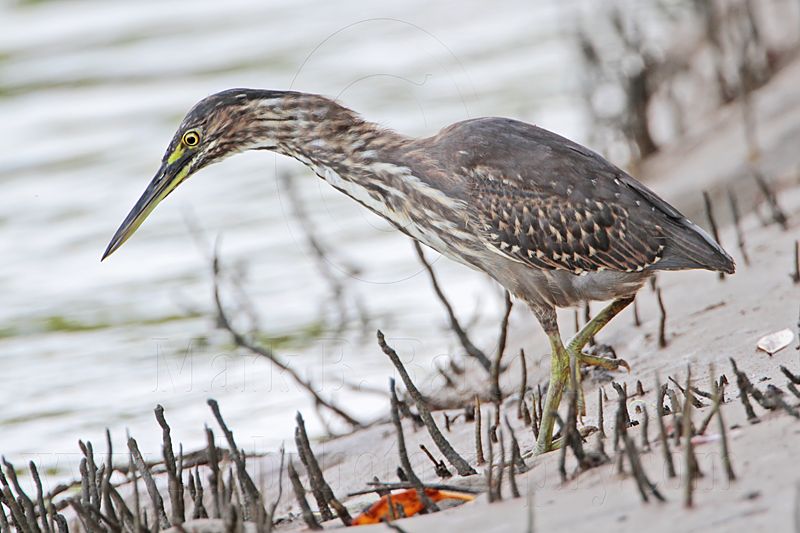 Striated Heron_8641.jpg