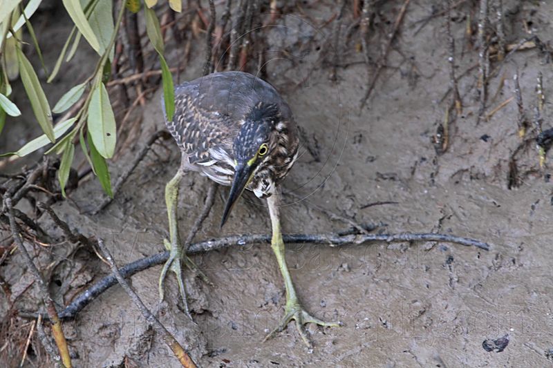 Striated Heron_8673.jpg