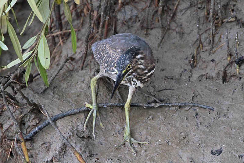 Striated Heron_8674.jpg