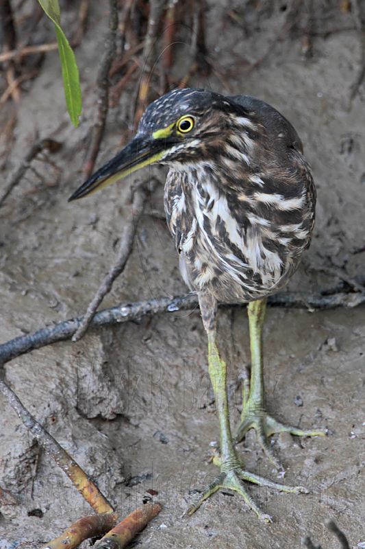 Striated Heron_8679.jpg