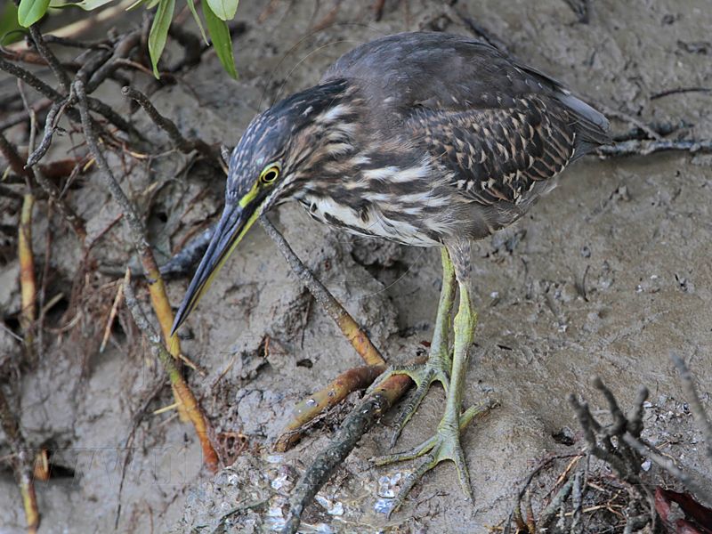Striated Heron_8695.jpg