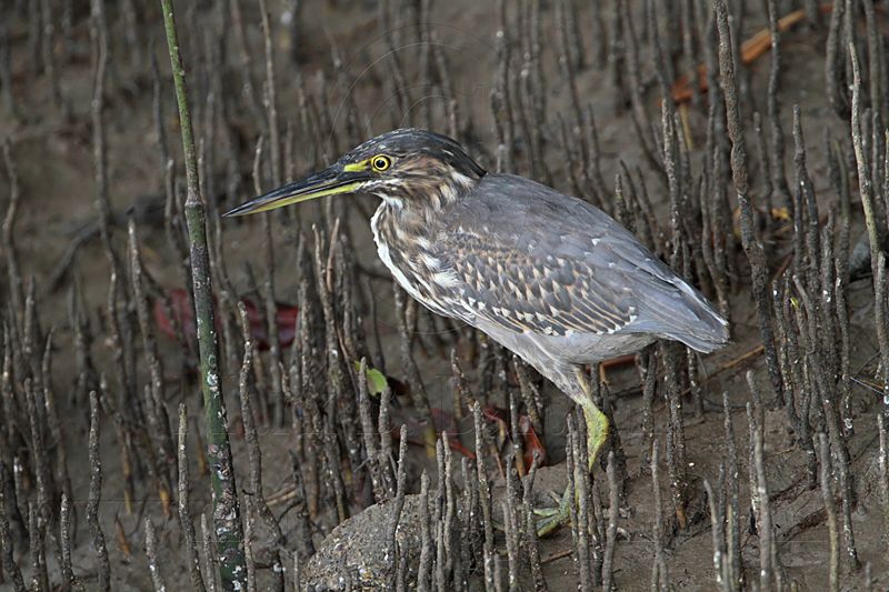 Striated Heron_8714.jpg