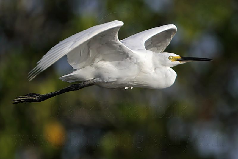 Little Egret_2191.jpg