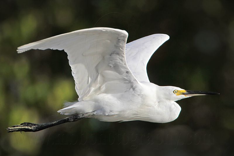 Little Egret_2193.jpg
