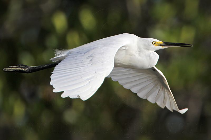 Little Egret_2194.jpg