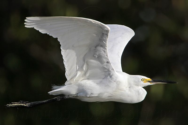 Little Egret_2195.jpg
