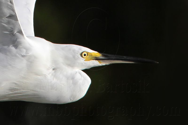 Little Egret_2197.jpg