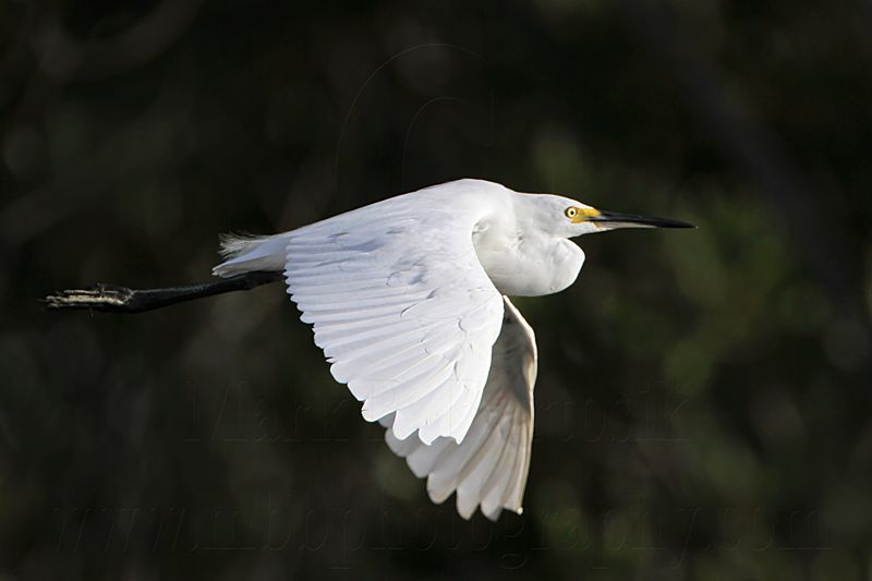 Little Egret_2199.jpg
