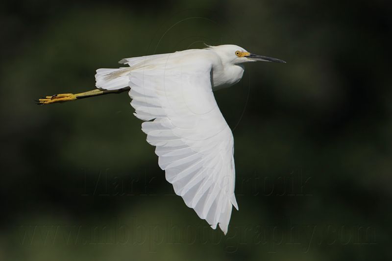 _MG_0424 Snowy Egret.jpg
