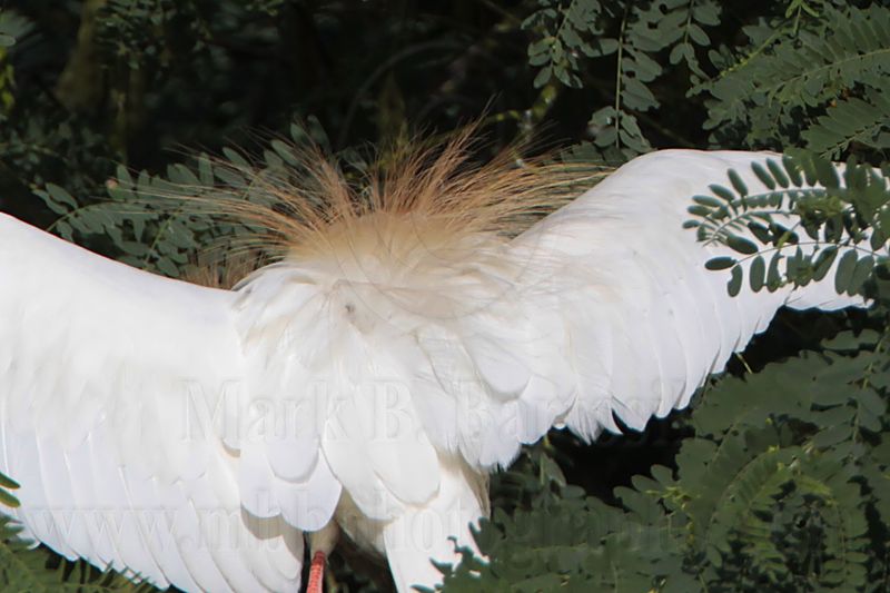 _MG_0471 Cattle Egret mantle plumes.jpg