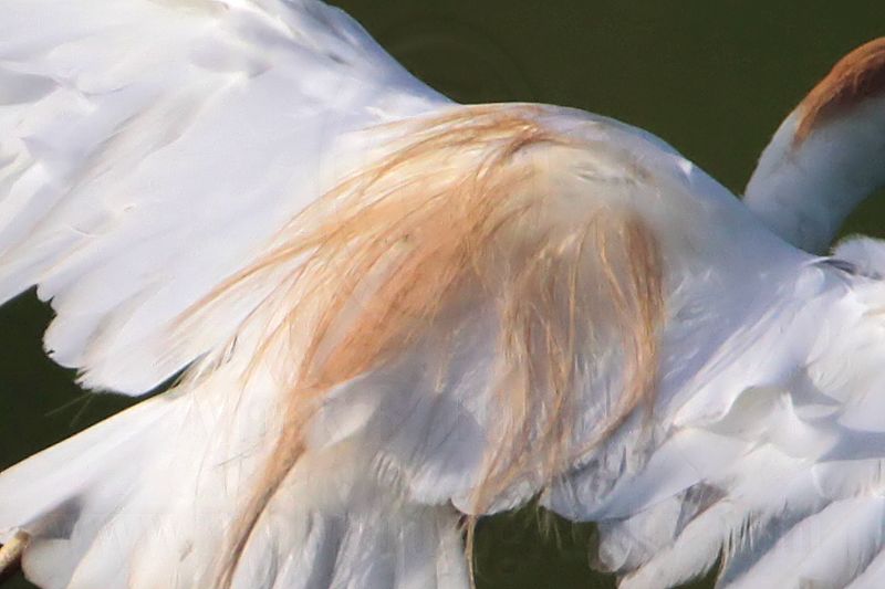 _MG_1881 Cattle Egret Ardea ibis.jpg