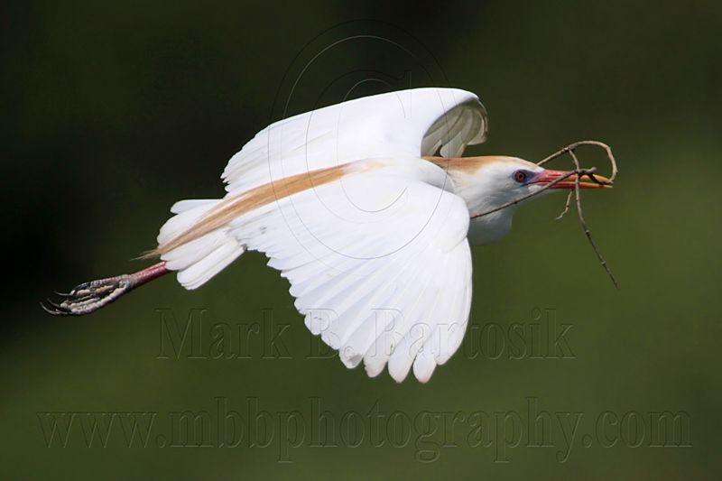 _MG_6178 Cattle Egret.jpg