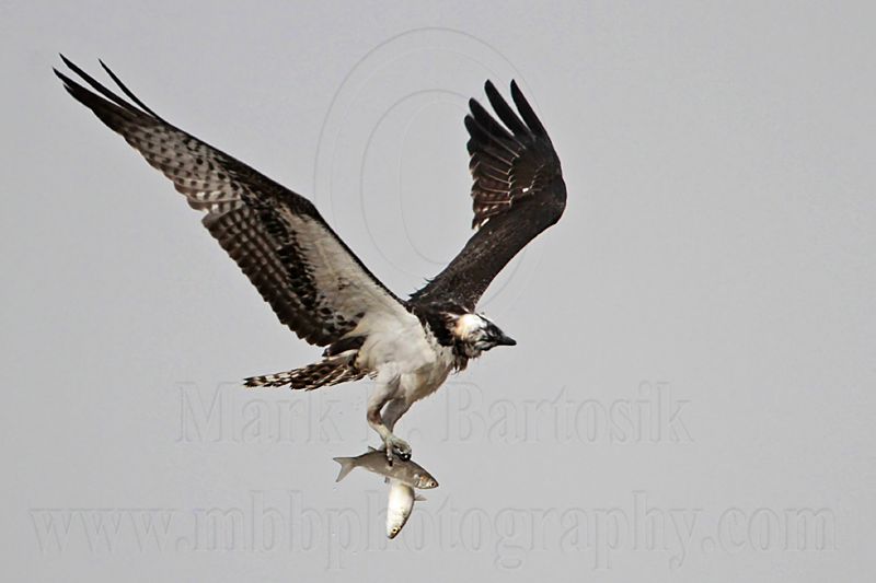 _MG_5082 Osprey.jpg