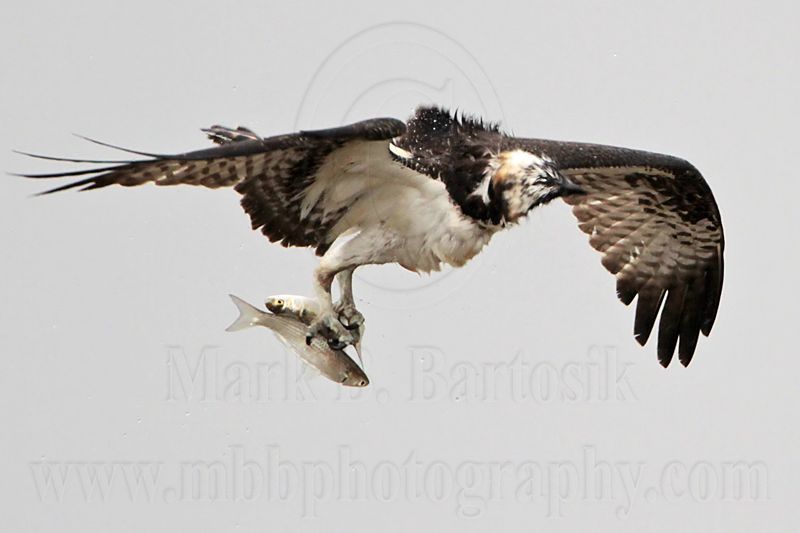 _MG_5084 Osprey.jpg