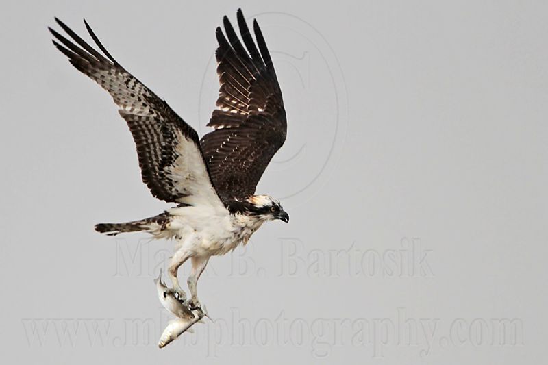 _MG_5087 Osprey.jpg