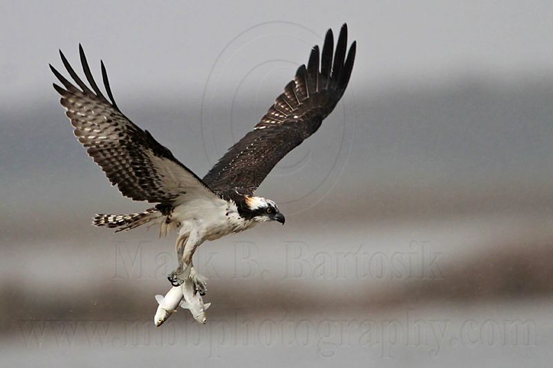 _MG_5091 Osprey.jpg