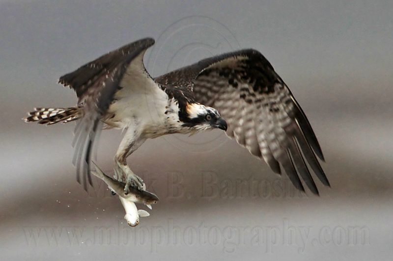 _MG_5092 Osprey.jpg